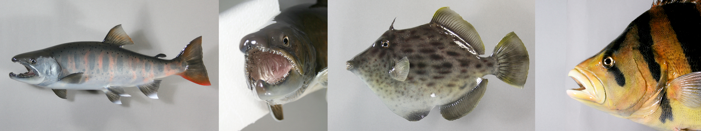 魚剝製画像　複数
