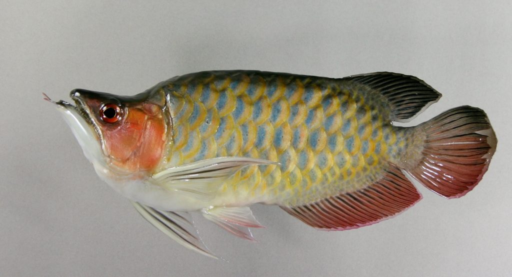 アロワナ(ショート)