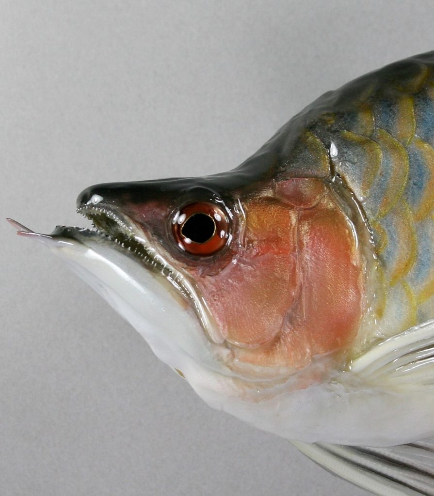 アロワナ(ショート)顔