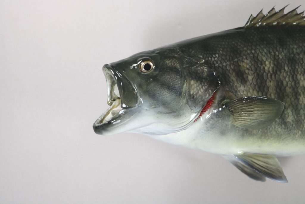 スモールマウスバス剝製2