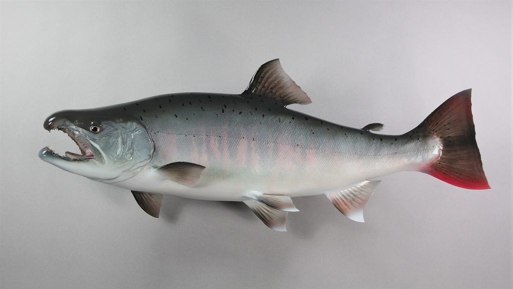 サクラマス剝製3