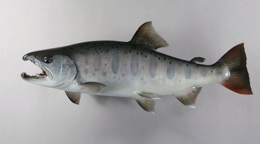 ヤマメ剥製