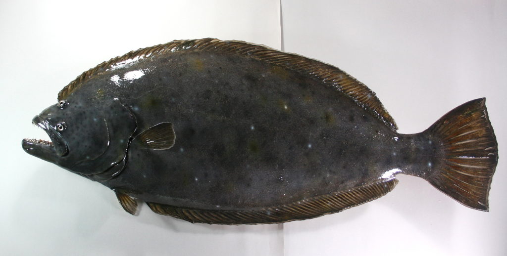 ヒラメ剥製