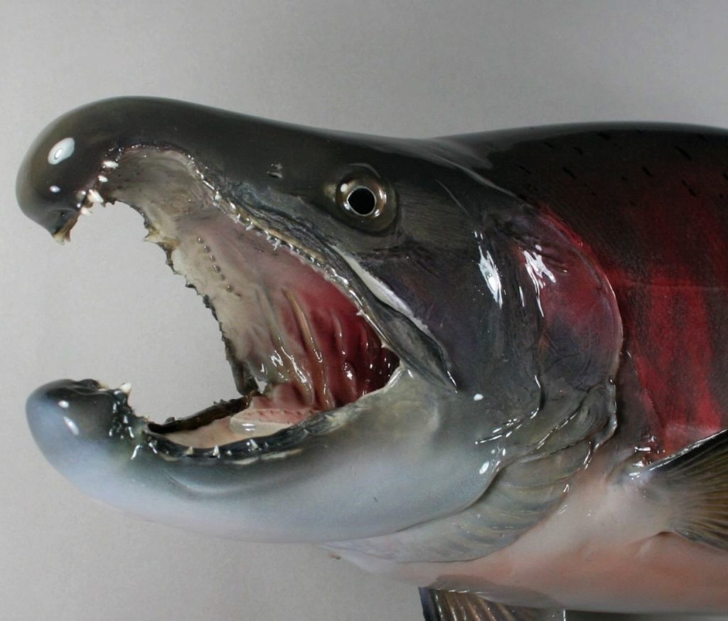 サクラマス剝製6