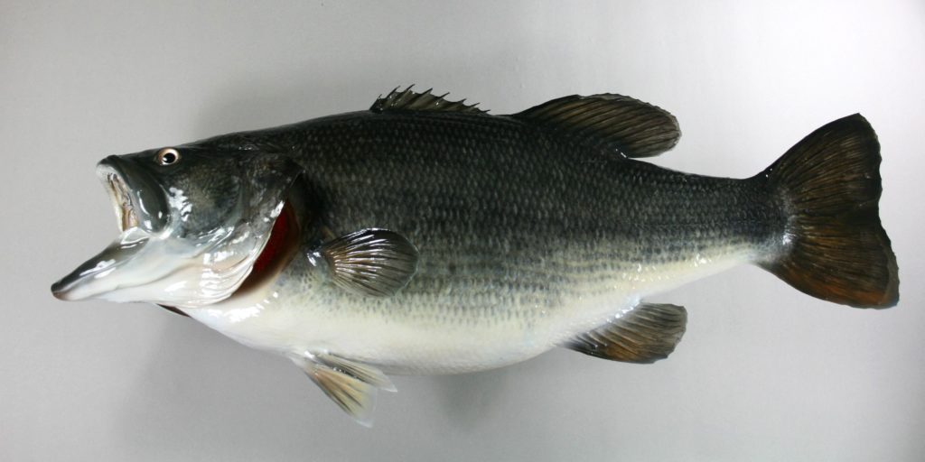 ブラックバス剥製