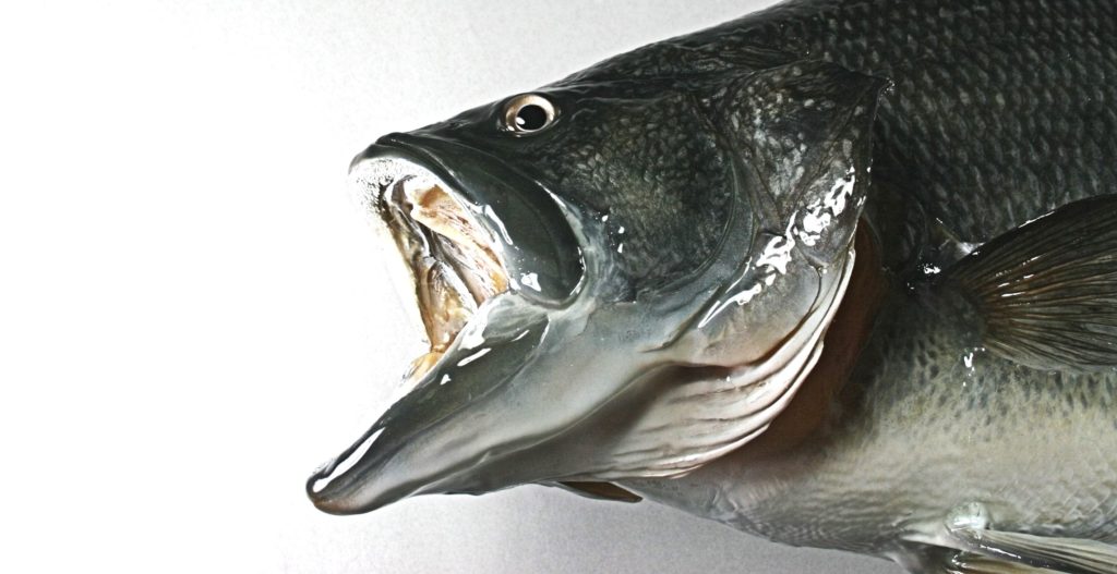 ブラックバス剝製2