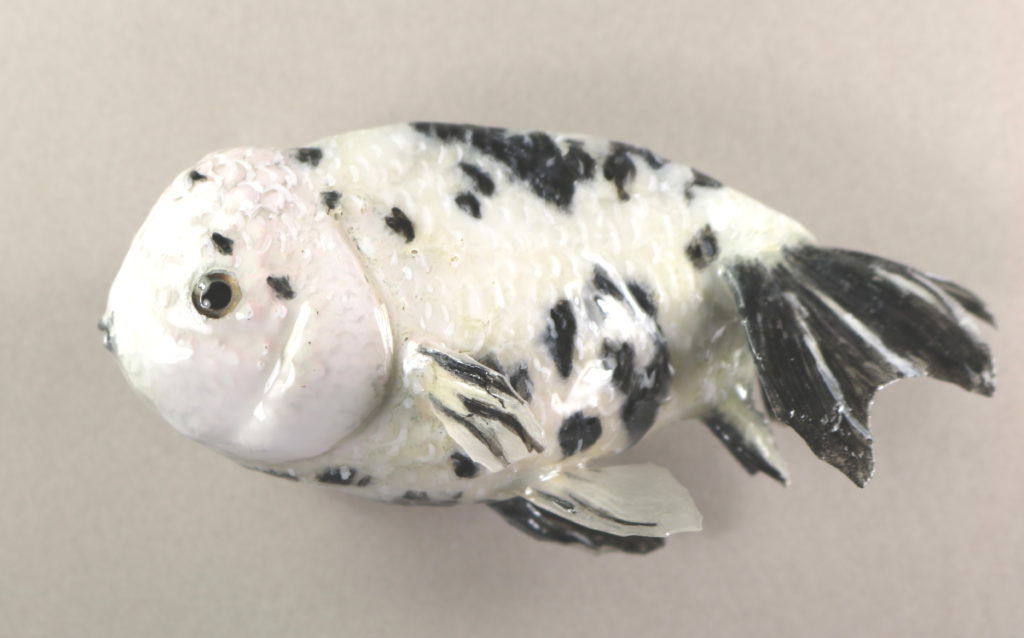 ランチュウ剝製白黒