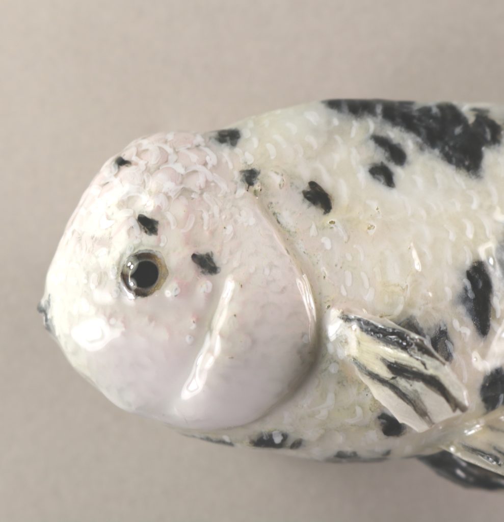 ランチュウ剝製