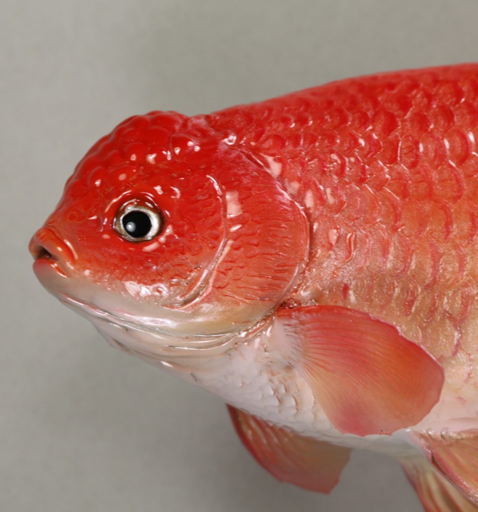 ランチュウ剝製 ランチュウ剝製顔