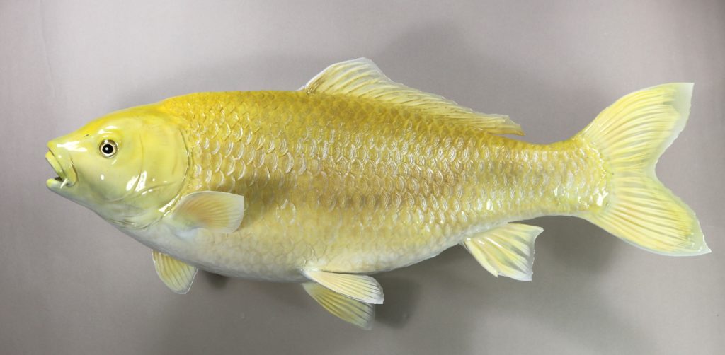 錦鯉の剥製(ゴールド)