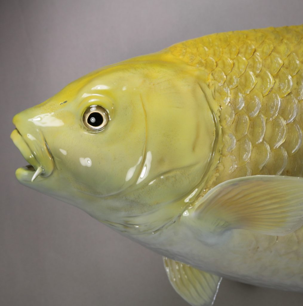 錦鯉の剥製(ゴールド)