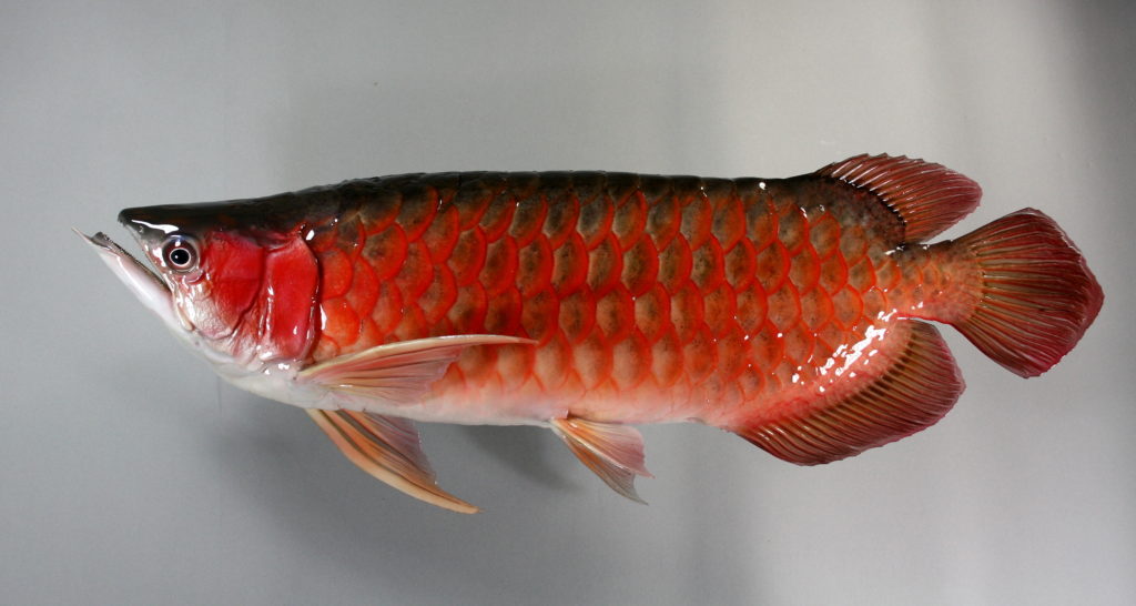 アロワナ(紅龍)