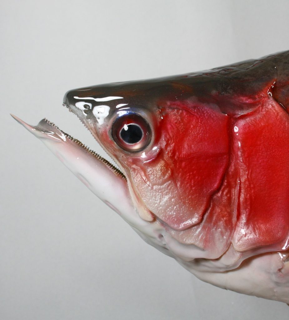 アロワナ(紅龍)顔