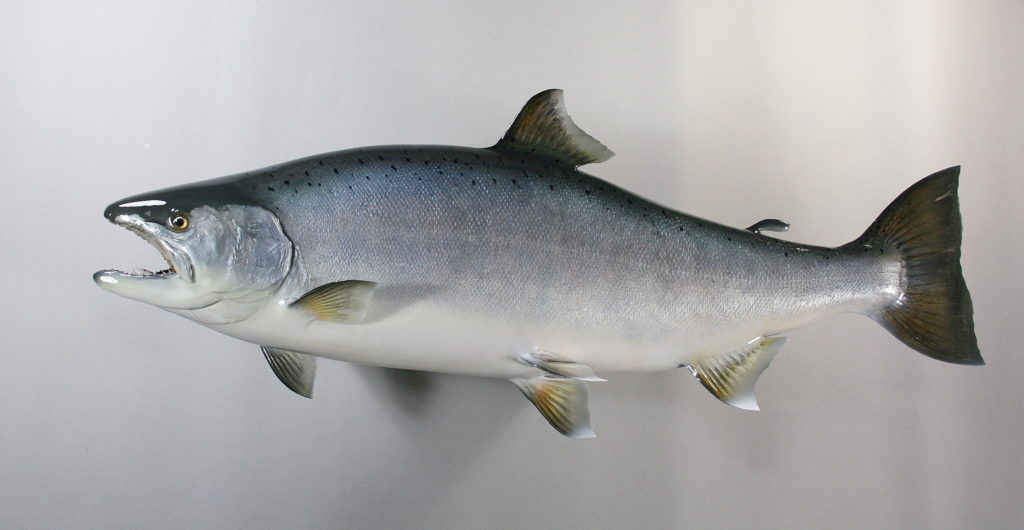 サクラマス剥製