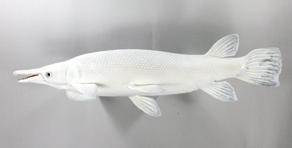 ガーパイク剝製(アルビノ)