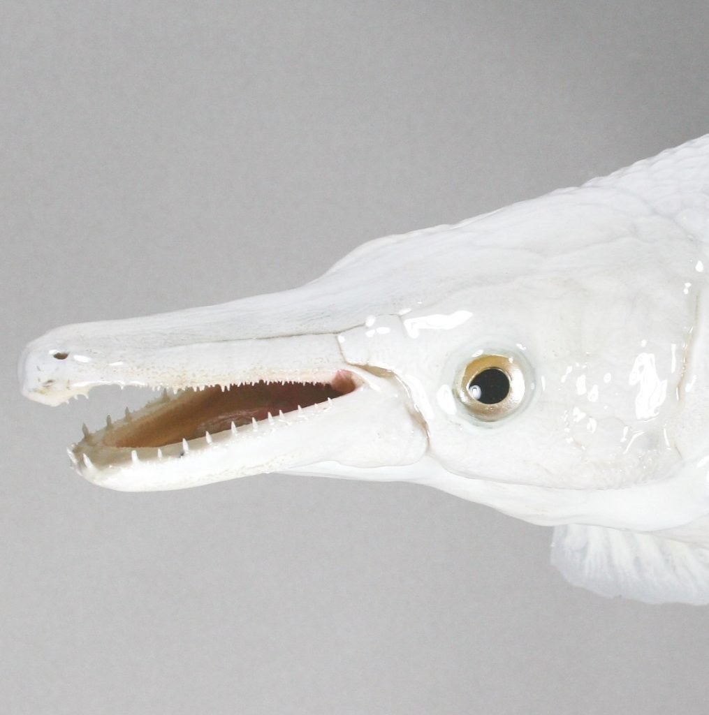 ガーパイク剝製(アルビノ）