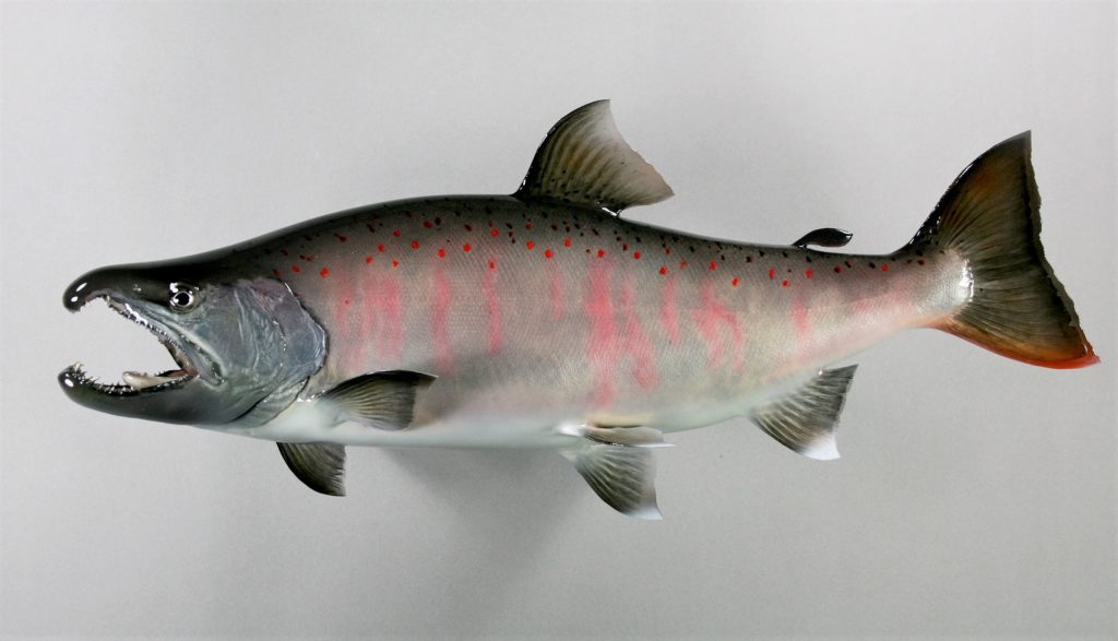 サツキマス剝製5