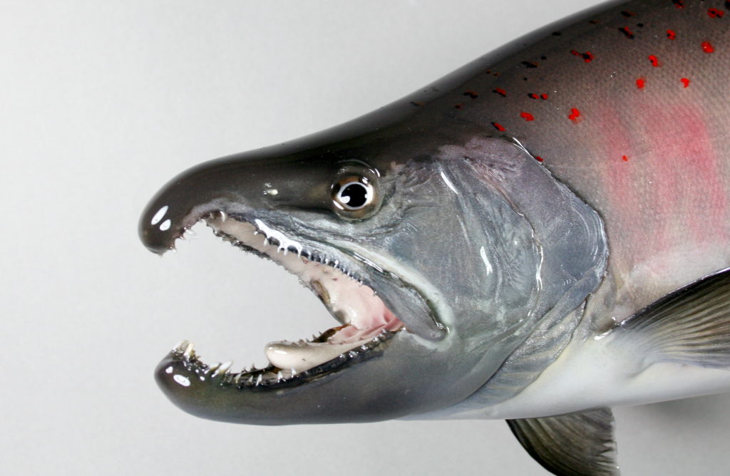 サツキマス剝製6