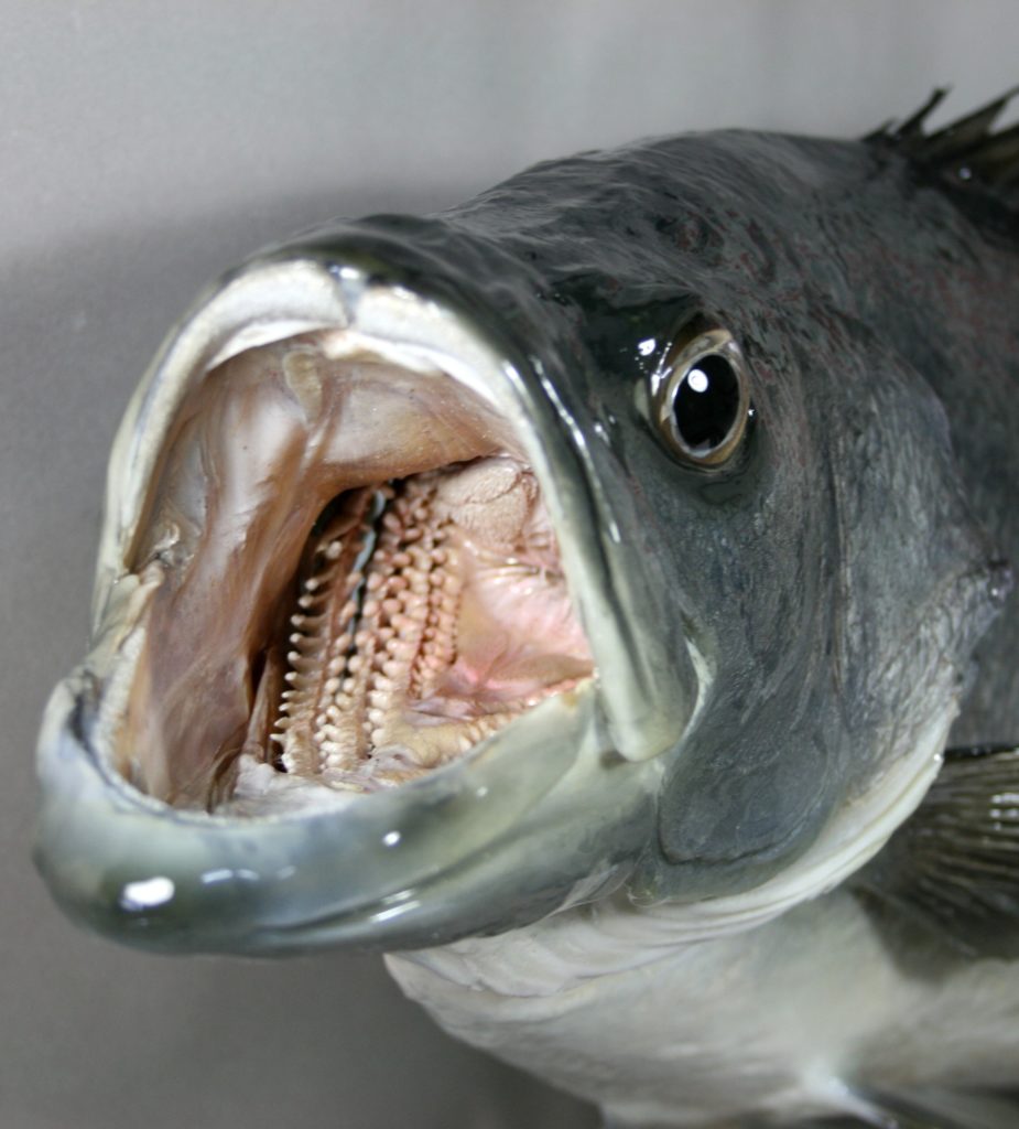 ブラックバス剝製3