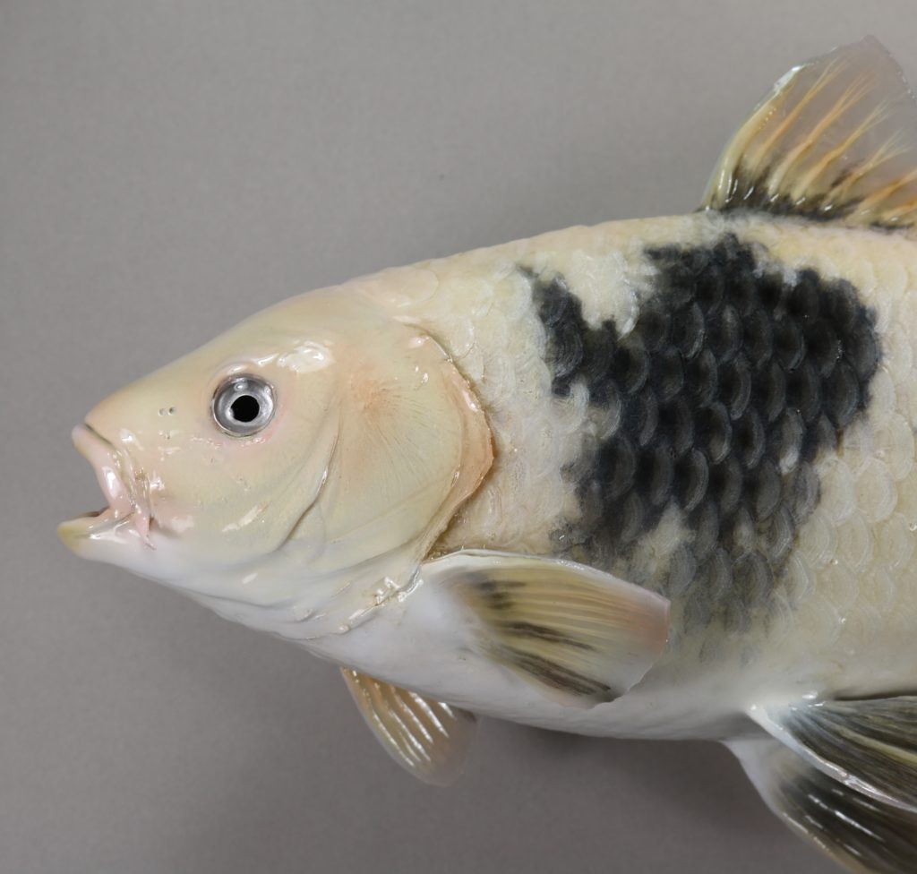 錦鯉の剥製(葡萄)顔