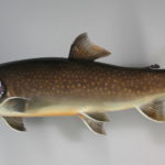 佐藤さんのイワナの剝製