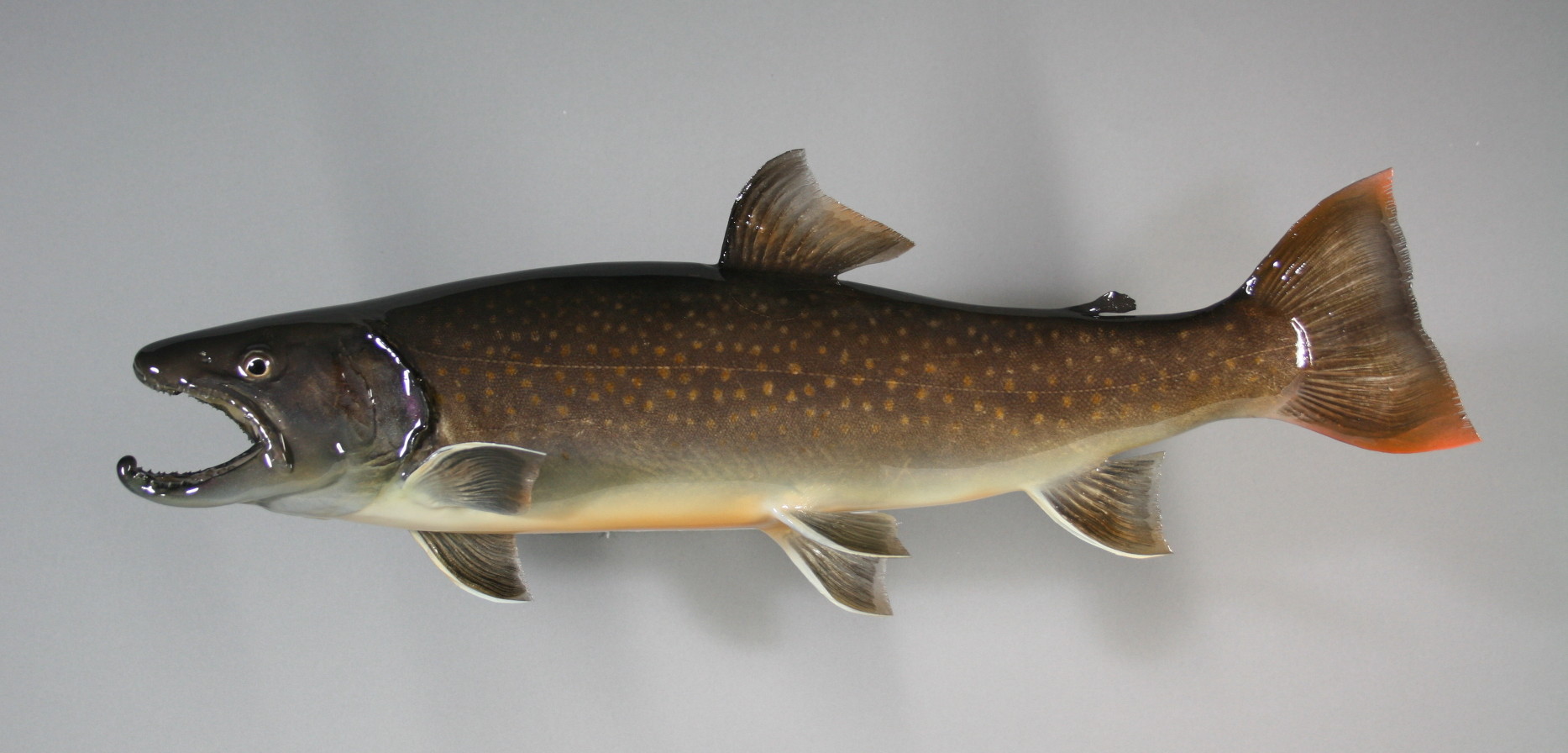 佐藤さんのイワナの剝製