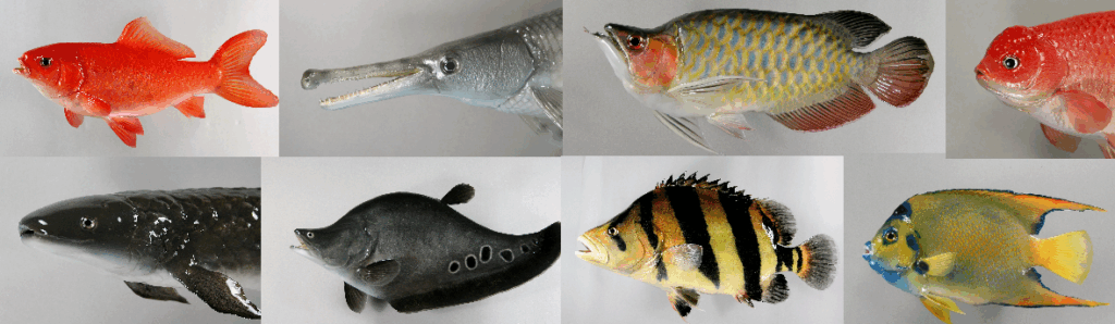 観賞魚剝製