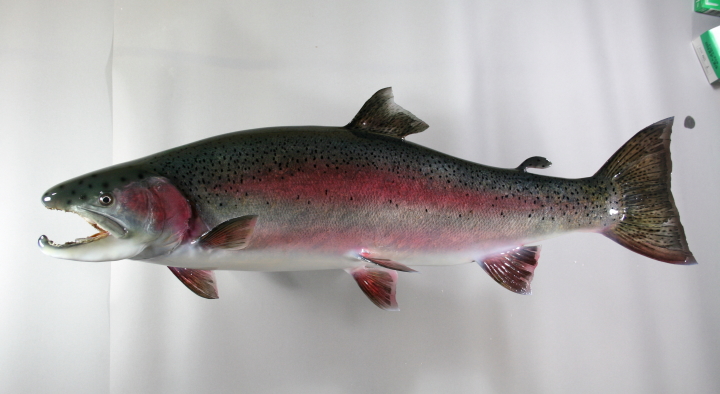 スチールヘッド剥製
ニジマス剥製