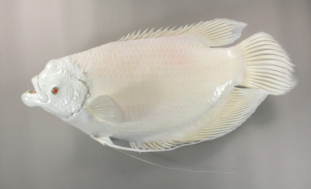 オスフロネームスグーラミー剥製