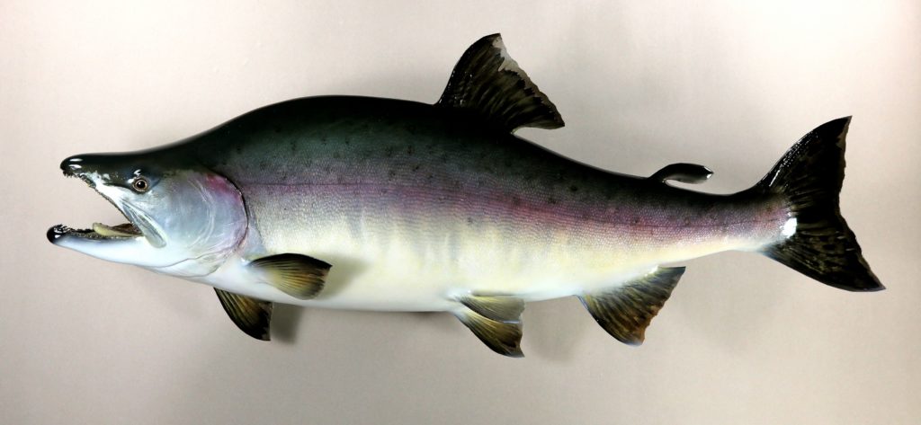 カラフトマス剥製3