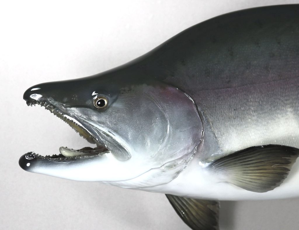 カラフトマス剝製4