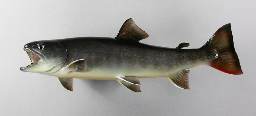 ヤマトイワナ剥製