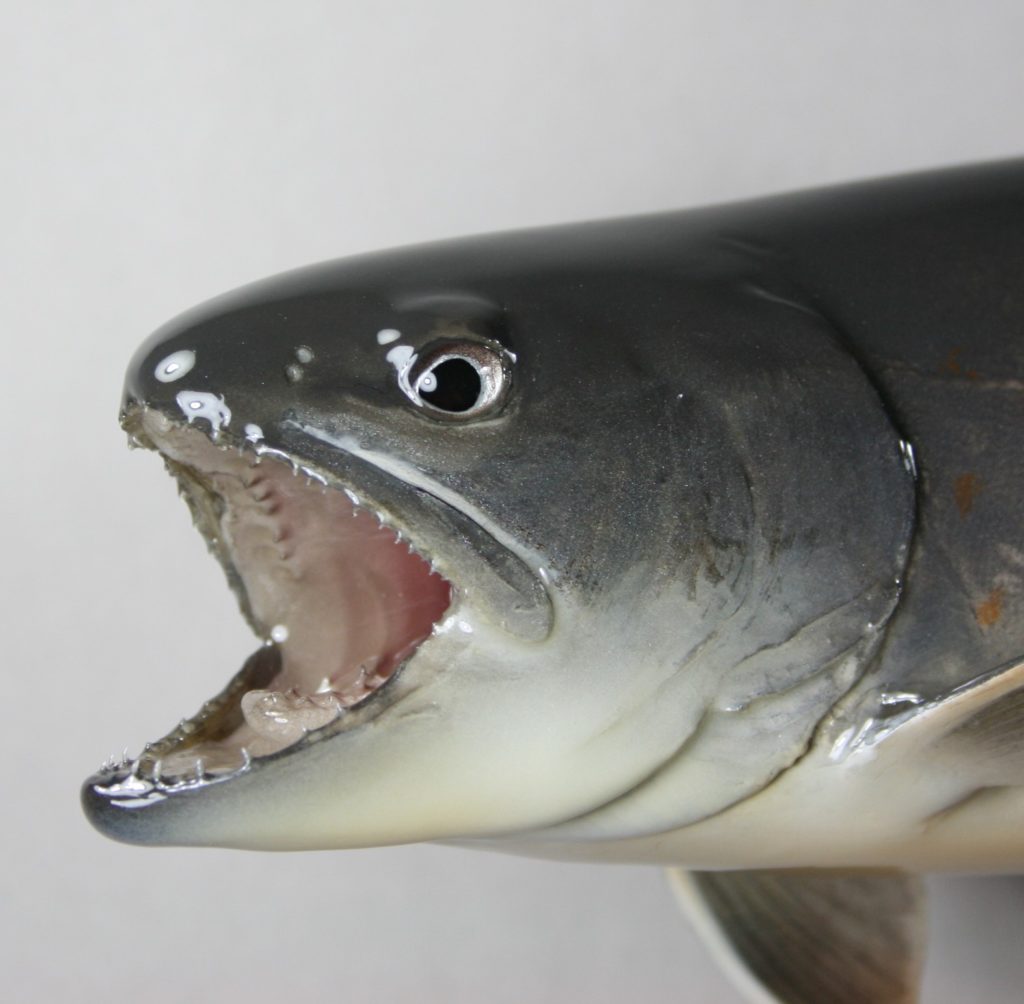 ヤマトイワナ剝製2