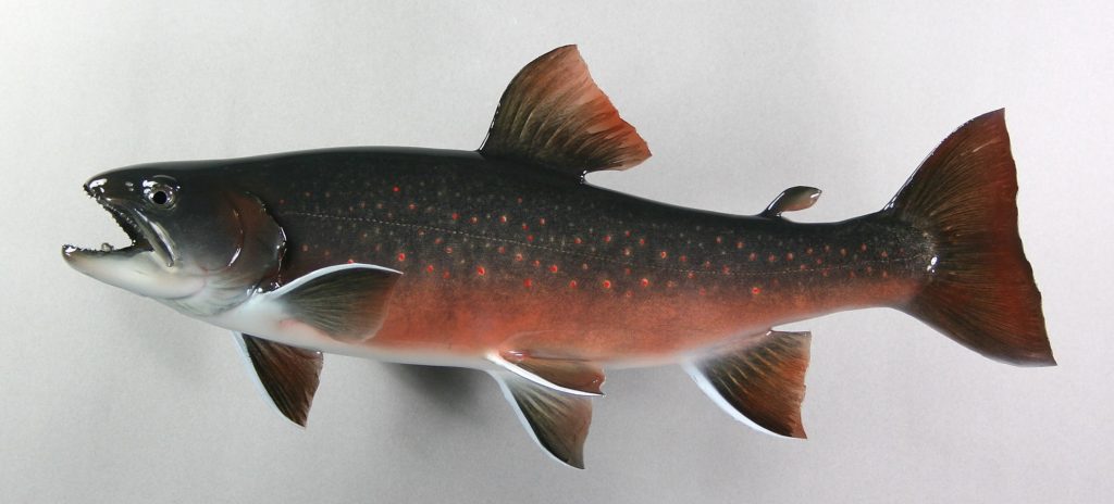 ミヤベイワナ剝製5