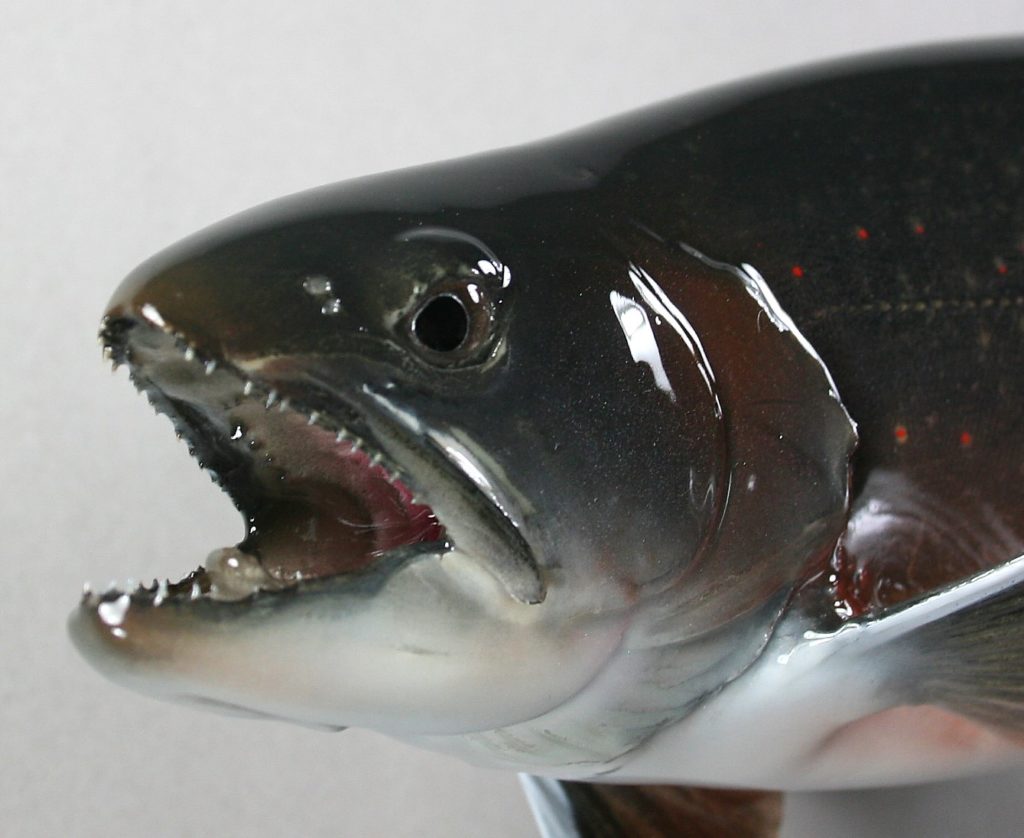 ミヤベイワナ剝製6