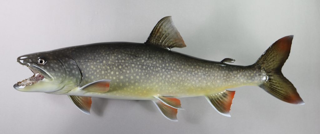 レイクトラウト剥製