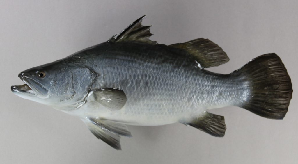 バラマンディ剥製