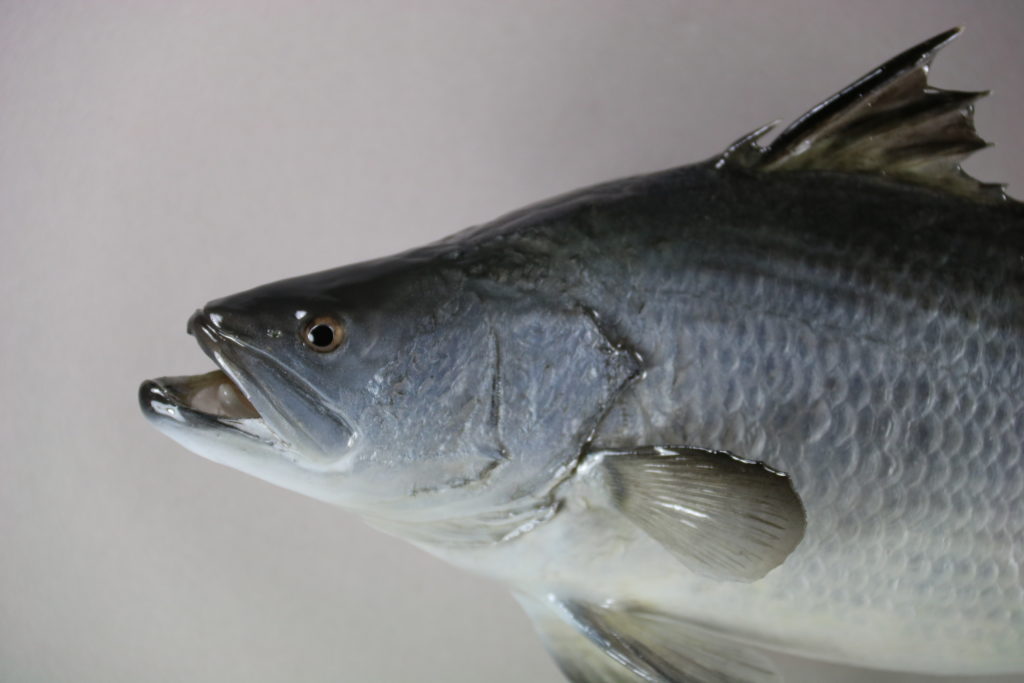 バラマンディ剝製2