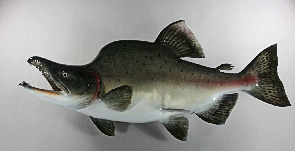 カラフトマス剝製5