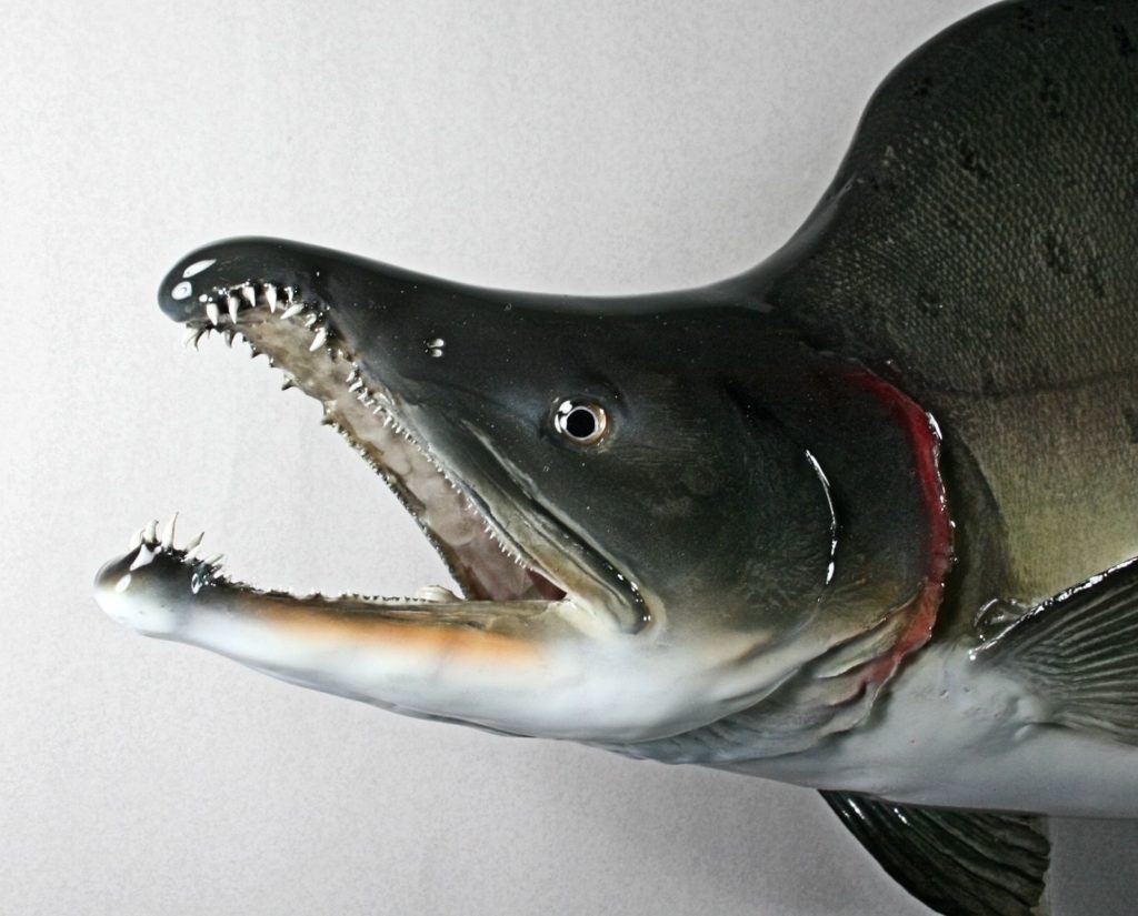 カラフトマス剝製6