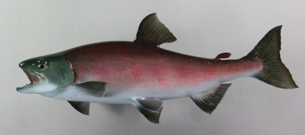 ヒメマス剥製5