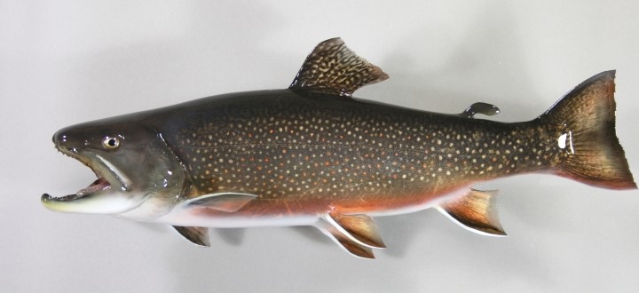 ブルックトラウト剥製