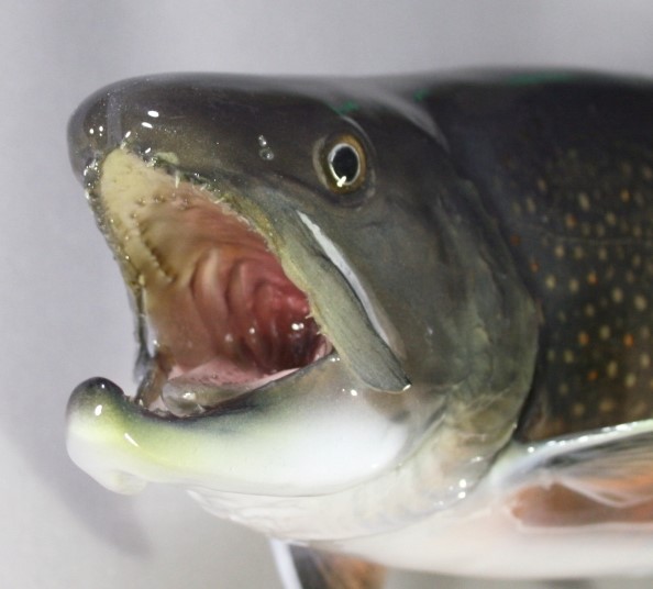 ブルックトラウト剝製