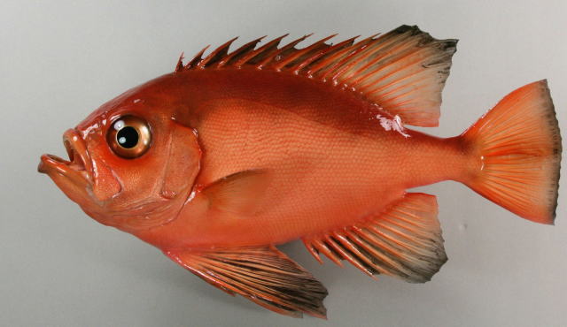 キントキダイ剝製