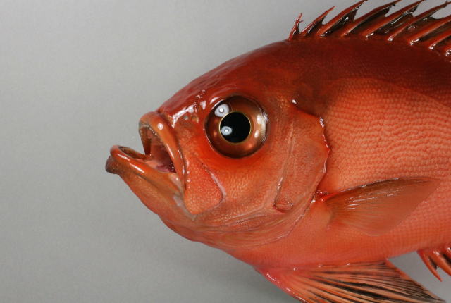 キントキダイ剝製2