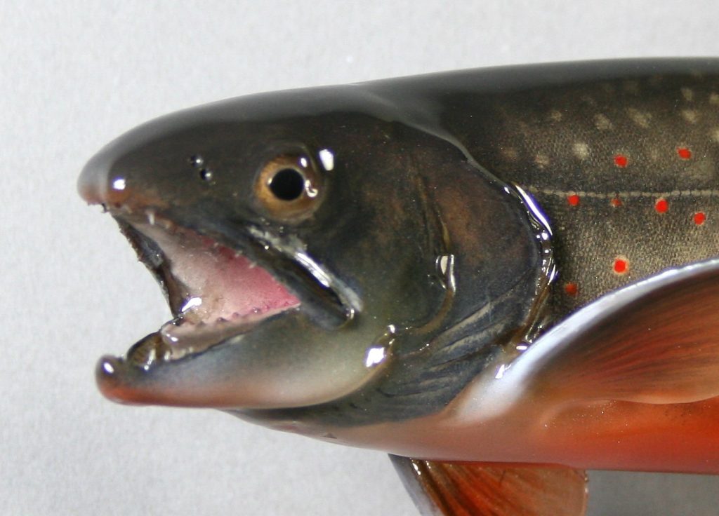 オショロコマ剝製4