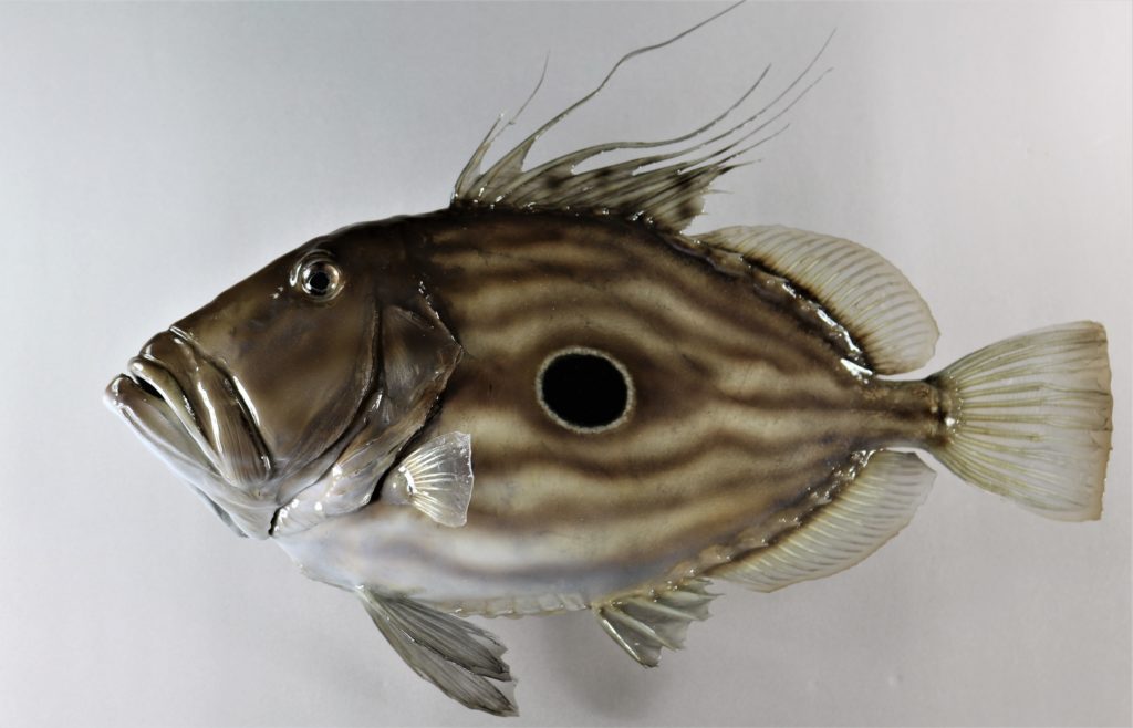 マトウダイ剝製