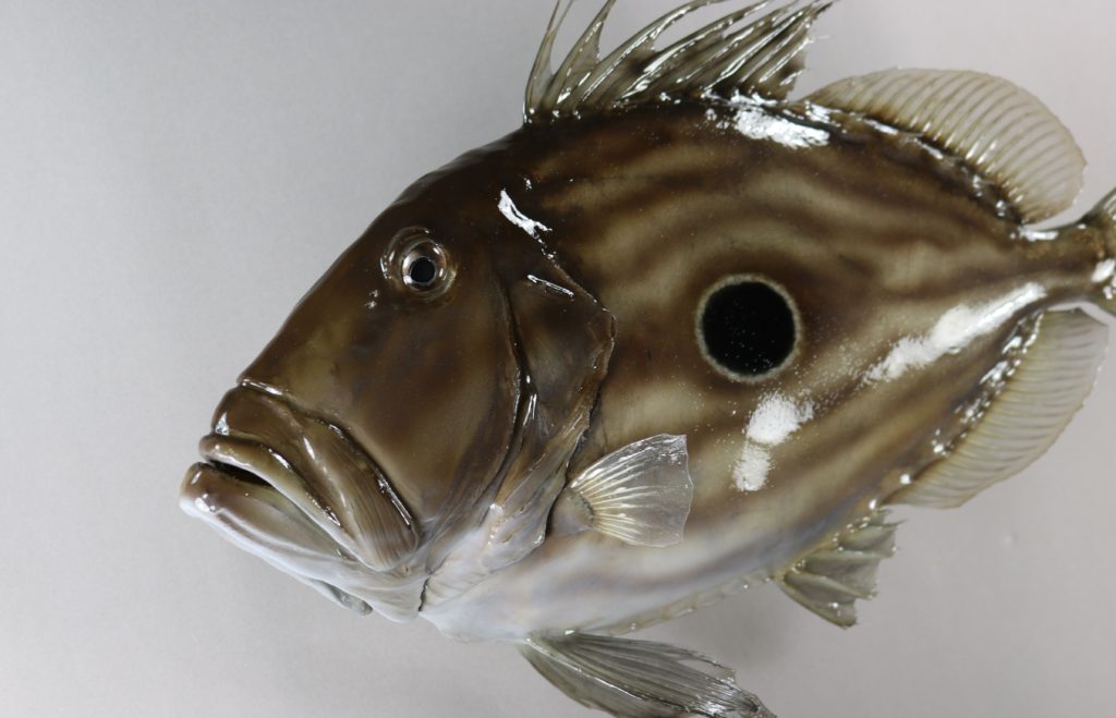 マトウダイ剝製2