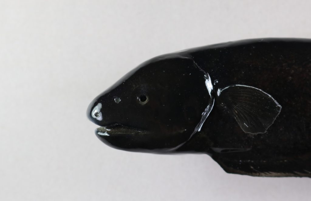 ブラックゴースト剝製2