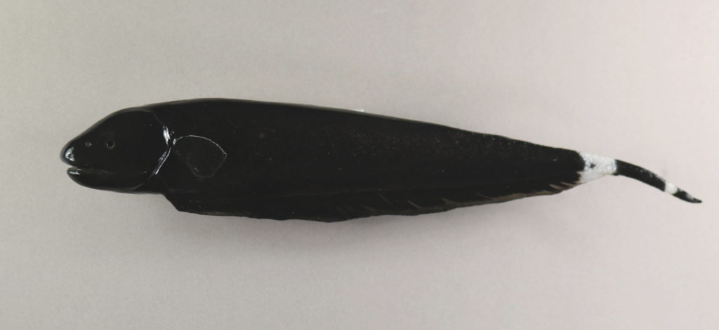 ブラックゴースト剝製の